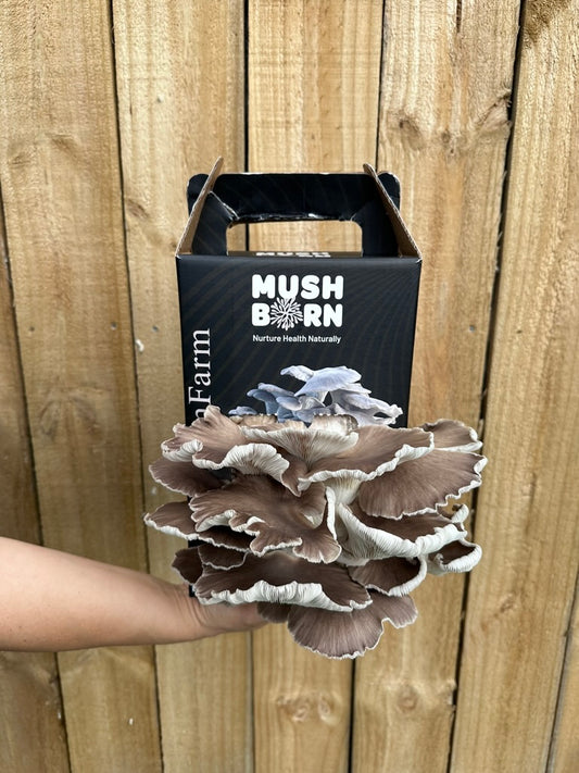 Grey oyster grow kit