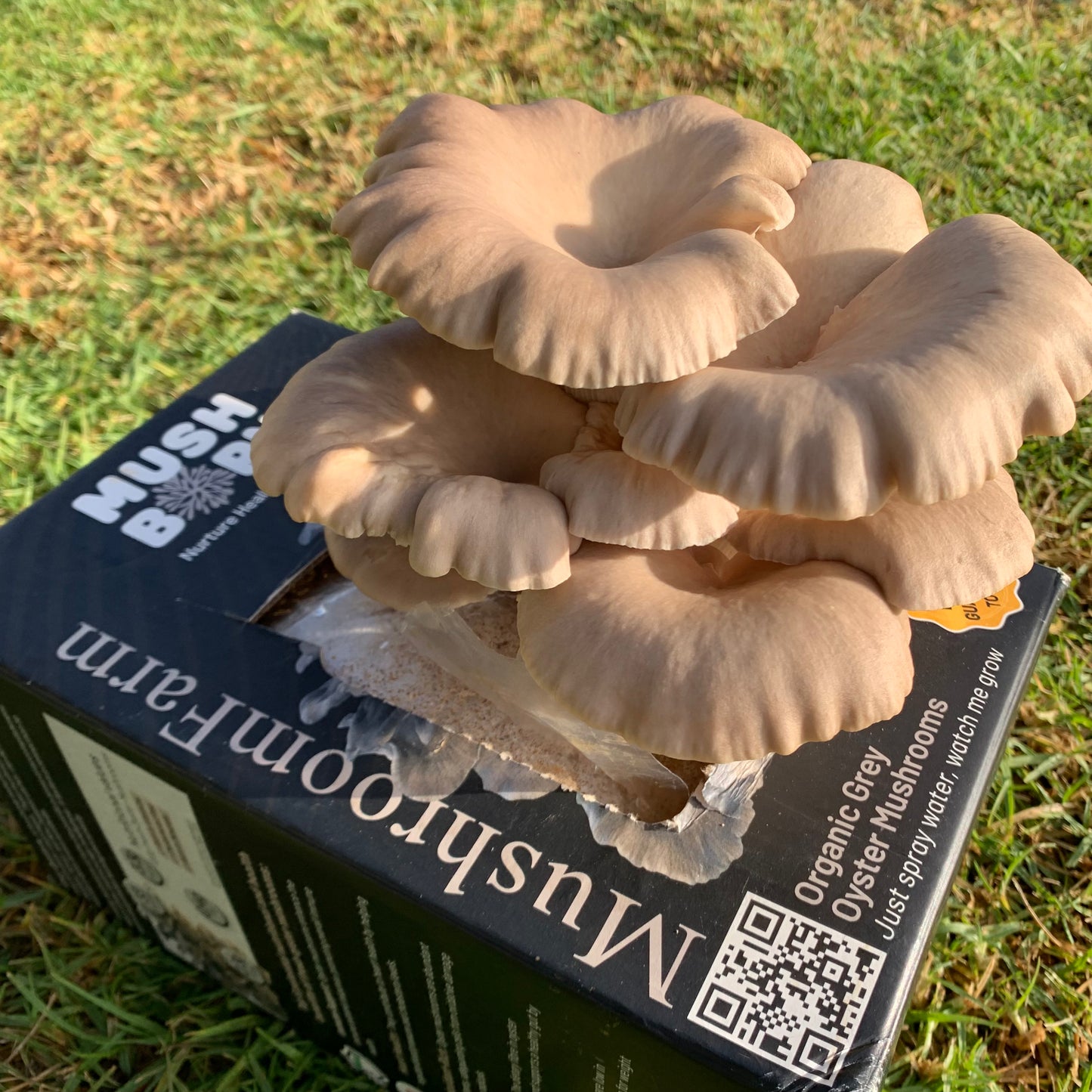 Combined Grow kits