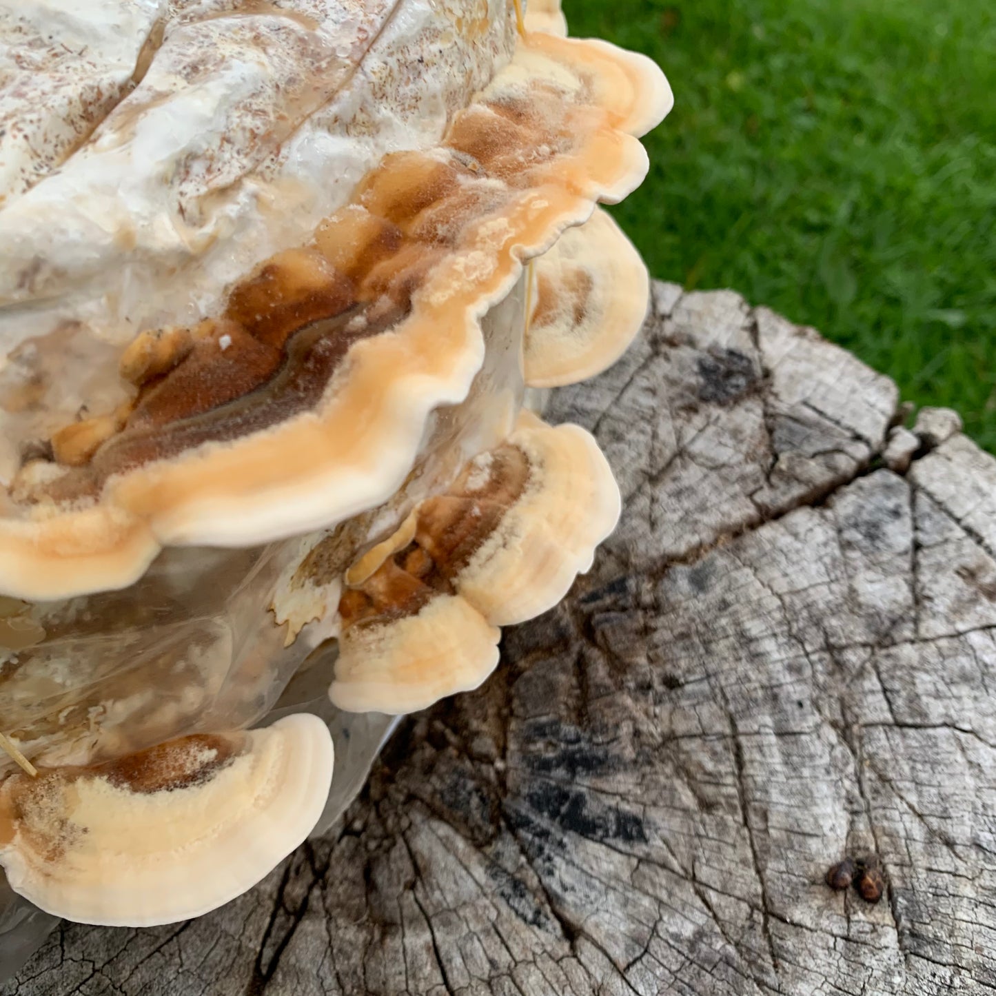 Turkey Tail Extract Powder