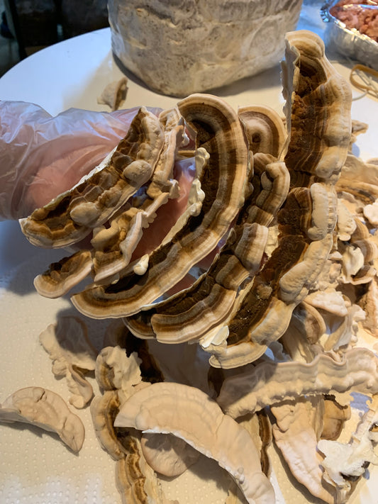Turkey tail grow kit