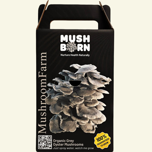 Grey oyster grow kit