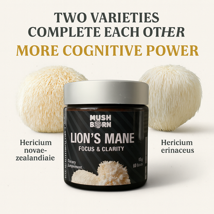 Lion’s Mane Extract Powder
